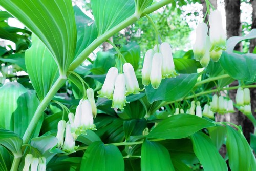 Great solomons seal seeds for - great,